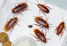 Usir Kecoa dari Rumah? Coba Bahan Dapur Ini!