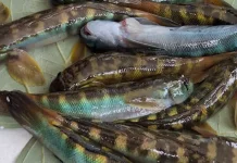 Gulai Ikan Mungkus, Menu Favorit Wisatawan dan Pemudik saat Berkunjung ke Kaur