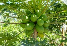 Cara Aman Mengempukkan Daging dengan Getah Pepaya