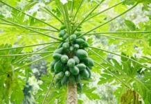 Potensi Getah Pepaya dalam Industri Kecantikan Modern
