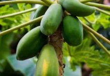 Khasiat Getah Pepaya Percepat Penyembuhan Luka Luar
