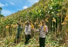 Panen Jagung Beriang Tinggi Dukung Ketahanan Pangan Nasional