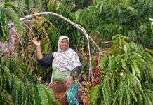 Usai Mudik Lebaran Petani Kopi di Kaur Kembali Sibuk dengan Aktivitas Musim Panen