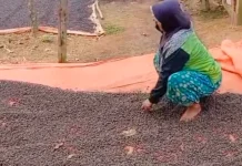 Harga Kopi Musim Panen Tahun Ini Alami Penurunan jika Dibandingkan Tahu Lalu