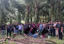 Polres Kaur Gerebek Arena Judi Sabung Ayam dan Dadu