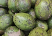 Empat Manfaat Konsumsi Jus Kedondong