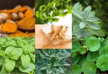 Tanaman Herbal yang Berfungsi untuk Kesehatan