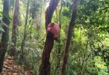 Bunga Raflesia Arnoldi Siap Mekar di Muara Sahung