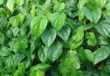 Intip Manfaat Daun Sirih Bagi Kesehatan