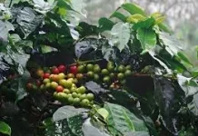 Cicipi Kekhasan Kopi Gayo