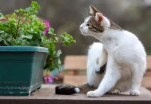 Sejumlah Tanaman yang Efektif Pengusir Kucing