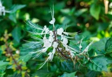 Manfaat Tanaman Herbal Kumis Kucing