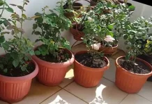 Cara Menanam Tanaman Hias dalam Pot