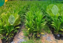 Cara Memilih Bibit Sawit yang Benar