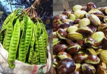 Serupa tapi Tak Sama: Jengkol, Kabau, dan Petai, Masih Satu Keluarga