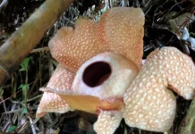 Bunga Rafflesia Kembali Mekar di Muara Sahung