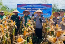 Panen Raya : Kapolres Kaur Apresiasi Petani dalam Mendukung Swasembada Pangan