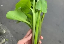 Dari Rawa ke Meja Makan: Manfaat Tersembunyi Sayur Genjer