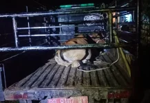 Satgas Perugaian Suksues Tertibkan Ternak Liar Desa