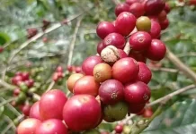 Petani Kopi Keluhkan Harga Kopi Terus Turun