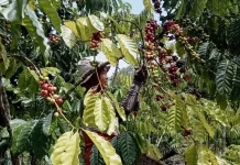Petani Kopi di Kaur Harapkan Harga Kopin Tidak Merosot