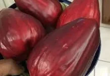 Jambu Jamaika, Buah Eksotis dengan Rasa Manis Segar yang Kaya Manfaat