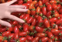 Jaga Kesehatan Kulit dengan Konsumsi Tomat Cherry