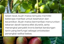 Manis, Segar, dan Berkhasiat: Ini Manfaat Buah Matoa untuk Kesehatan