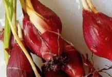 Mengenal Beragam Khasiat Bawang Dayak untuk Kesehatan
