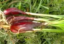 Menilik Hasil Penelitian Medis Modern Terhadap Bawang Dayak