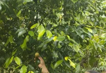 Buah Pala: Rempah Bernilai Tinggi dari Nusantara