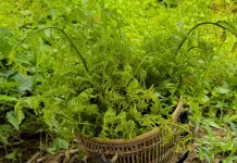 Sayur Pakis: Hijau Liar dengan Segudang Gizi