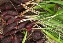 Panduan Mengonsumsi Bawang Dayak Sebagai Terapi Alami untuk Diabetes