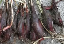 Inovasi Masker Bawang Dayak Sebagai Solusi Alami Perawatan Kulit Wajah