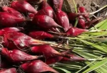 Manfaat Bawang Dayak untuk Meningkatkan Sistem Kekebalan Tubuh Alami