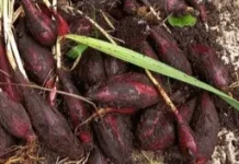 Manfaat Bawang Dayak Sebagai Solusi Alami untuk Menjaga Kesehatan Ginjal