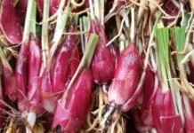 Penelitian Ilmiah Bawang Dayak Sebagai Agen Anti-Inflamasi dan Anti-Kanker