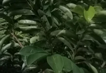 Manfaat Daun Sirsak
