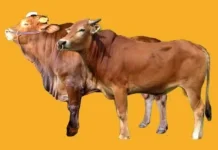 Tren Wisata saat Hari Raya Qurban