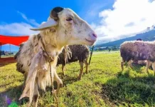 Memaknai Esensi Qurban. Lebih dari Sekadar Ritual Penyembelihan
