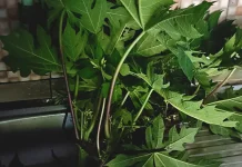 Tips Mengolah Masakan Daun Pepaya Ala Masyarakat Kaur