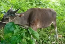 Keutamaan Berqurban Bagi Umat Islam