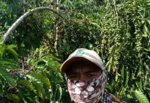 Petani Berharap Harga Kopi Meningkat agar Seimbang Dengan Biaya Perawatan Kebun