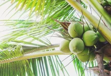 Fakta Unik Pohon Kelapa Sebagai Sumber Kehidupan yang Serbaguna di Daerah Pantai