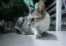 Cara Cegah Kucing Supaya Tidak Kencing Sembarangan