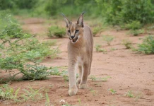 Mengenal Caracal, Kucing Liar Sang Juara Lompat dari Afrika