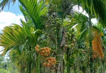 Harga Pinang Kering di Kabupaten Kaur Masih Tinggi, Petani Semakin Giat Memanen