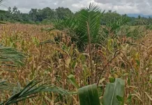 Kurangnya Pasokan Air Sebabkan Hamparan Sawan Danau di Kaur Utara Beralih Fungsi