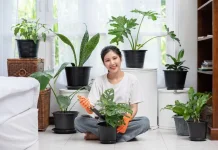 Manfaat Memelihara Tanaman Hias di dalam Ruangan Kerja atau Rumah