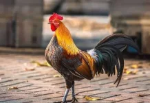 Mengapa Ayam Jantan Bersuara di Waktu Tak Terduga?